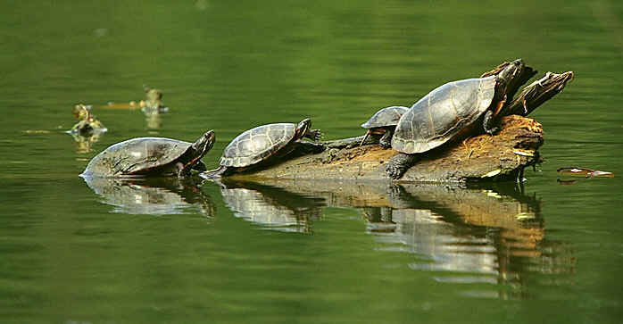 turtle-image